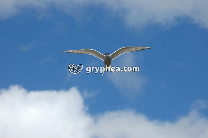 Sterne arctique - gryphea.com